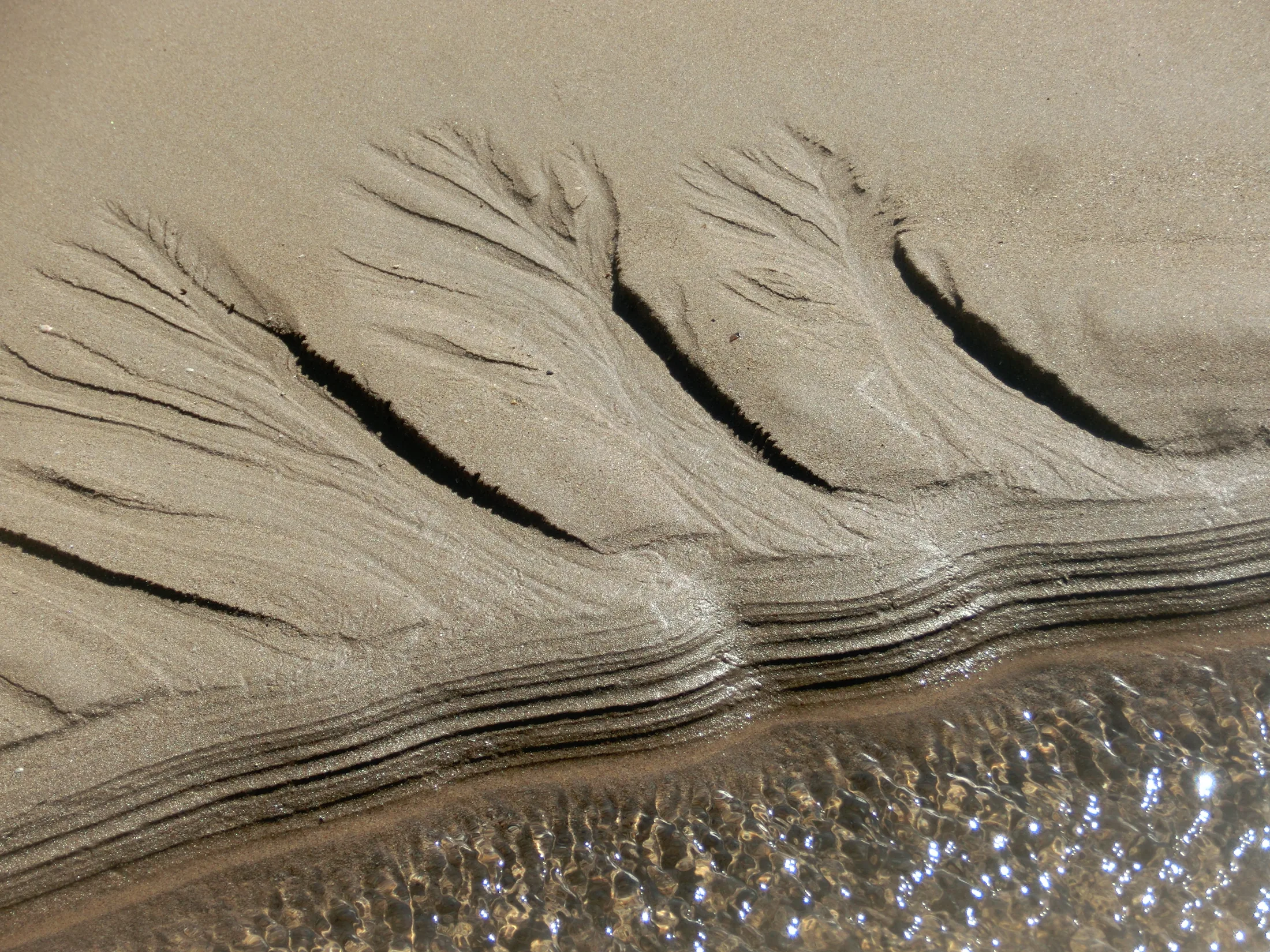 sand palmen